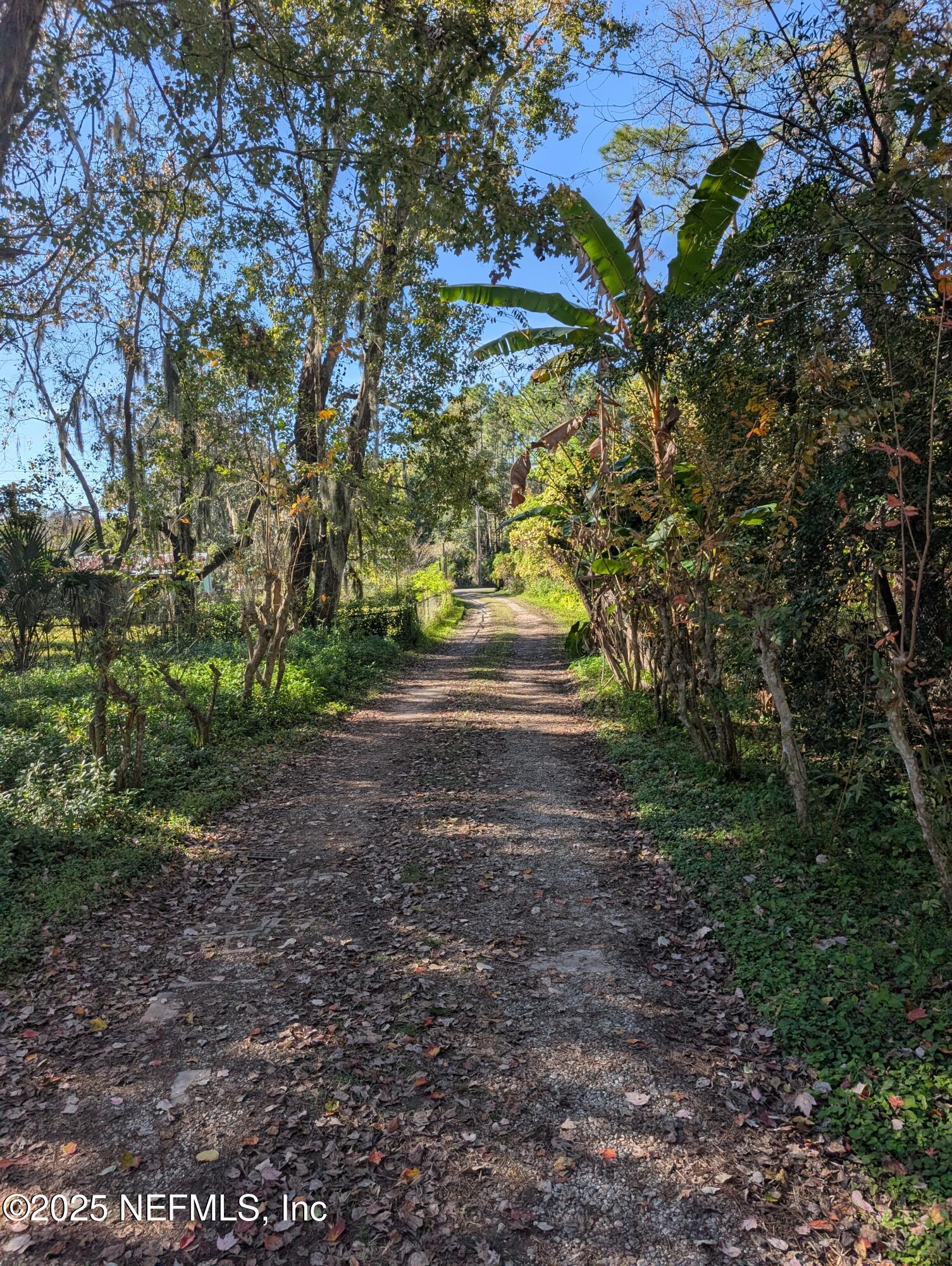 0 Cortez Road Jacksonville, FL 32246 - Photo 4 of 8 a view of a yard with plants and trees