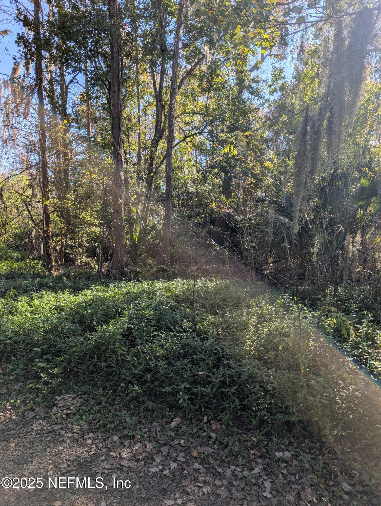 0 Cortez Road Jacksonville, FL 32246 - Photo 5 of 8 a big yard with lots of green space and deers