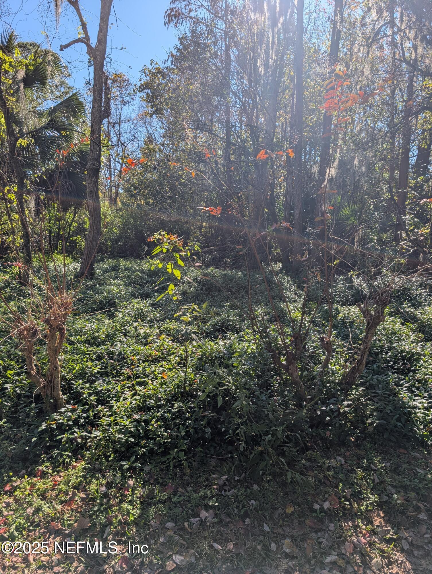 0 Cortez Road Jacksonville, FL 32246 - Photo 6 of 8 a view of yard