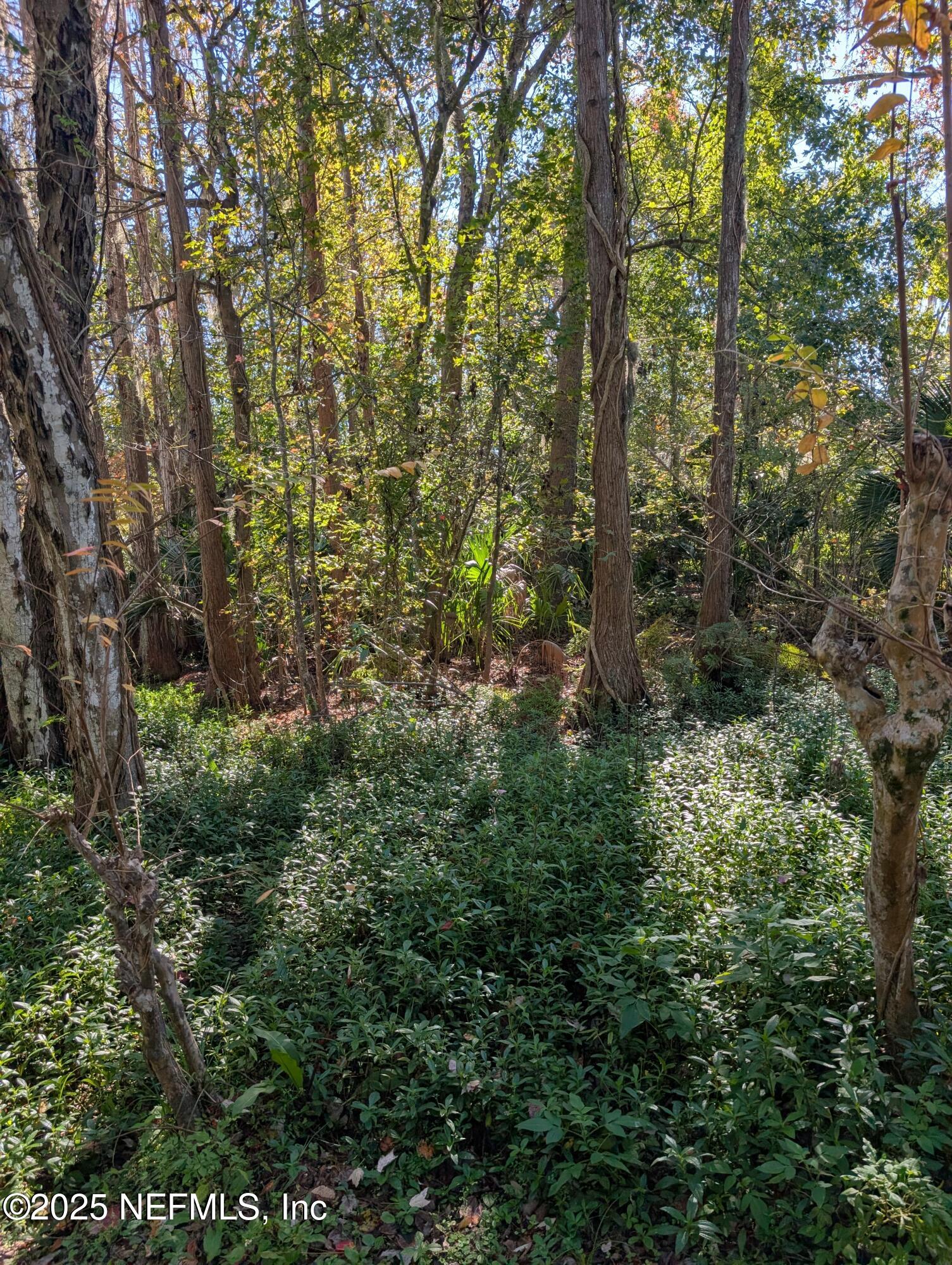 0 Cortez Road Jacksonville, FL 32246 - Photo 8 of 8 a view of a forest with trees