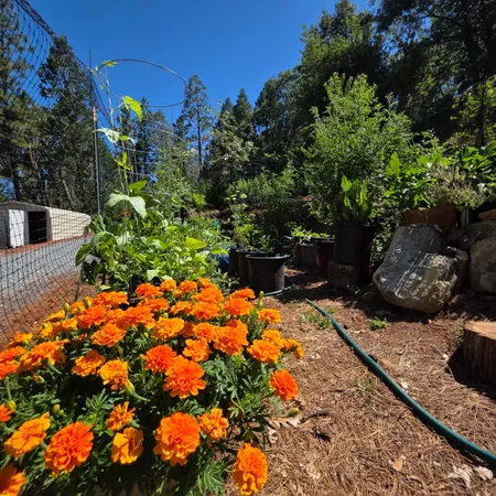 $149,000 | 1447 Shining Moon Lane, Georgetown, CA 95634
