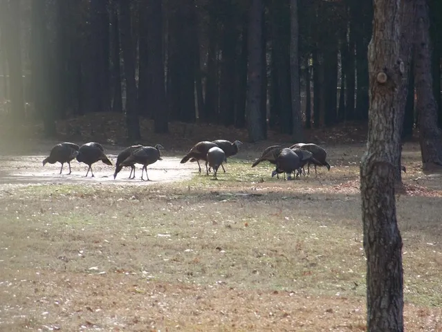 $1,200,000 | 19229 Highway 157, Plain Dealing, LA 71064