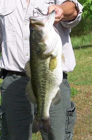 $1,200,000 | 19229 Highway 157, Plain Dealing, LA 71064