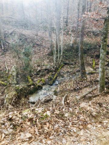 Creek Road Sharps Chapel, TN 37866 - Photo 2 of 8 spring 2