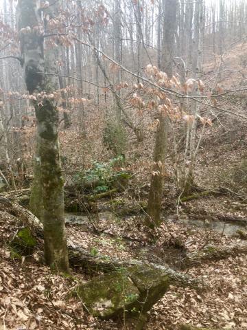 Creek Road Sharps Chapel, TN 37866 - Photo 7 of 8 spring 7