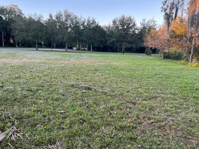a view of a trees in a yard