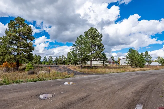a view of a dry yard with trees