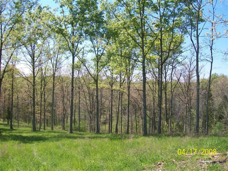 4 Ogden Ridge Road Mount Olivet, KY 41064 - Photo 7 of 21 Gallery Image 7