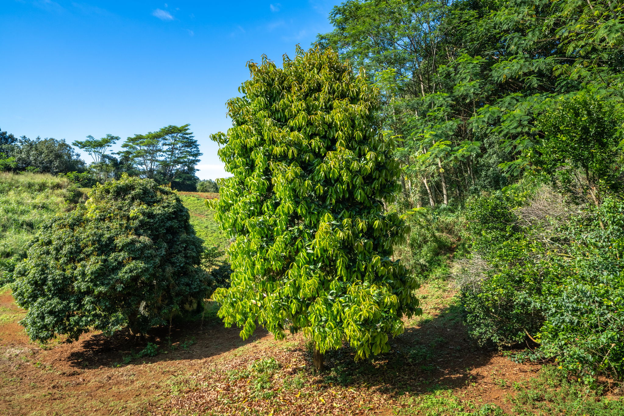 Lot 87-c-1 Kawaihau Road Kapaa, HI 96746 - Photo 21 of 27