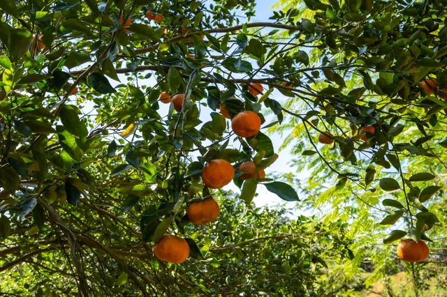 $823,900 | Lot 87-c-1 Kawaihau Road, Kapaa, HI 96746