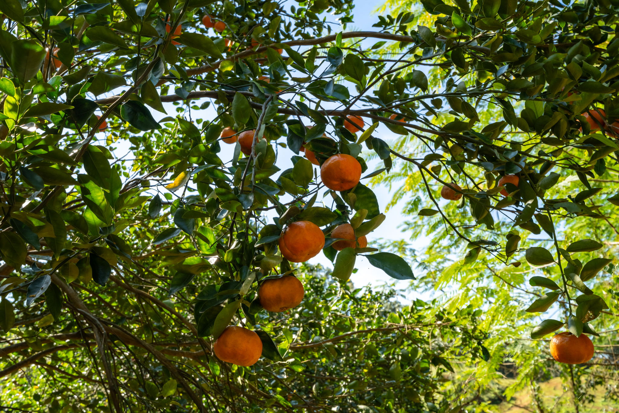 Lot 87-c-1 Kawaihau Road Kapaa, HI 96746 - Photo 22 of 27