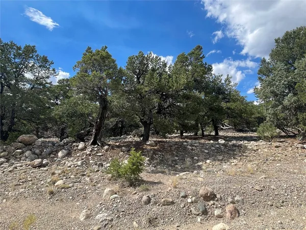 a view of a dry yard with trees
