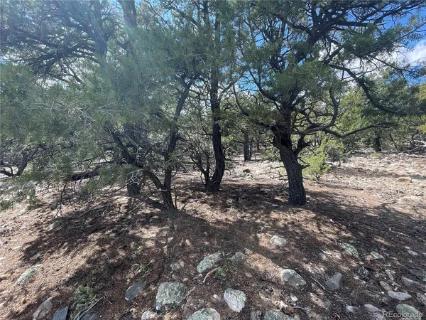 a view of a forest with trees