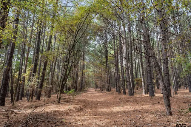 a view of a backyard with trees