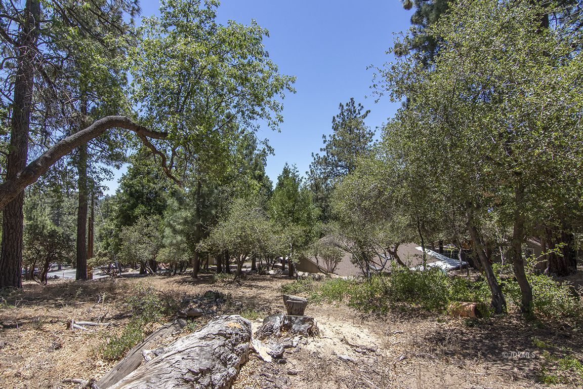 54440 Valley-View Idyllwild, CA 92549 - Photo 44 of 53 a view of a forest filled with trees