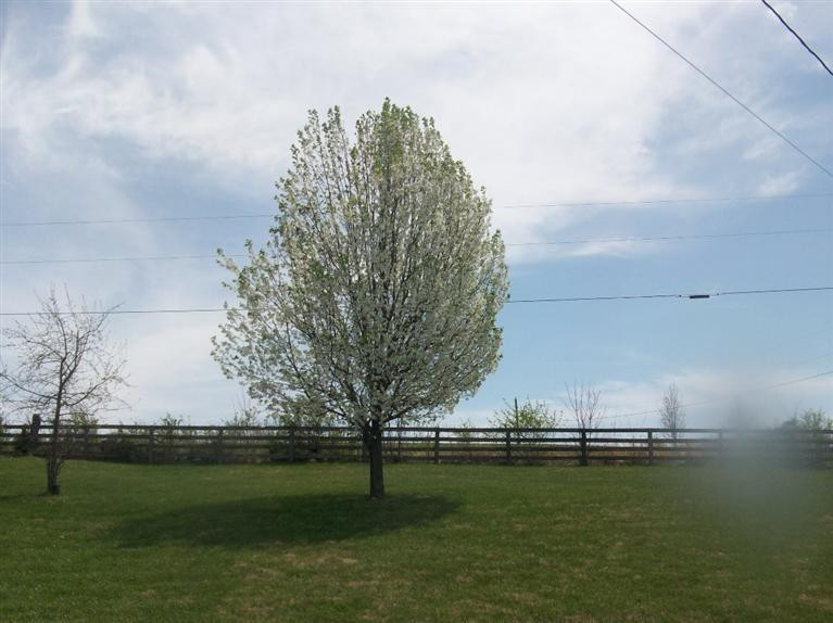 153 Creek Road Lancaster, KY 40444 - Photo 10 of 16 Photo 10