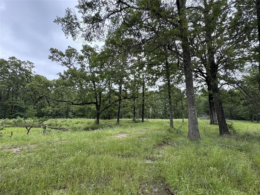 3360 County Road 3360 Emory, TX 75440 - Photo 3 of 9 View of local wilderness with a view of trees