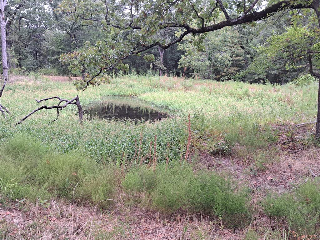 3360 County Road 3360 Emory, TX 75440 - Photo 7 of 9 View of local wilderness featuring a forest view