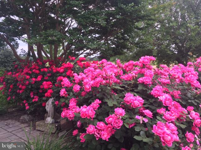 25 Fingerboard Schoolhouse Road Earleville, MD 21919 - Photo 38 of 38 Roses, roses, everywhere!