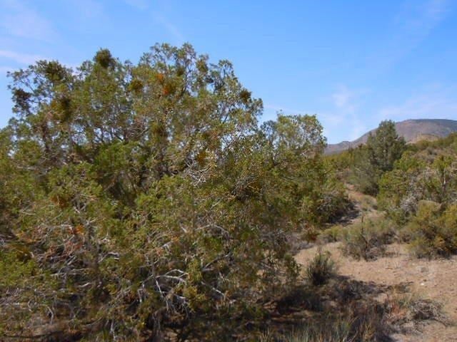 0 Juniper Way Tehachapi, CA 93561 - Photo 2 of 16 Gallery Image 2