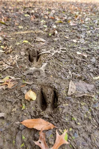 $390,500 | Tbd West Oak Street, Breckenridge, MO 64625