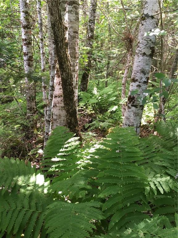 Lot 48 Woodsman Mill Road Lowell, ME 04417 - Photo 5 of 6 Photo