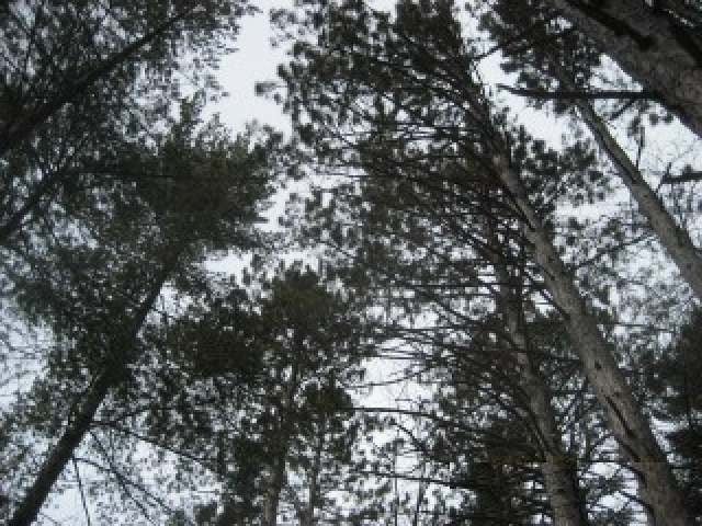 Tbd Martha Lake Road Mercer, WI 54547 - Photo 15 of 16 Gallery Image 15