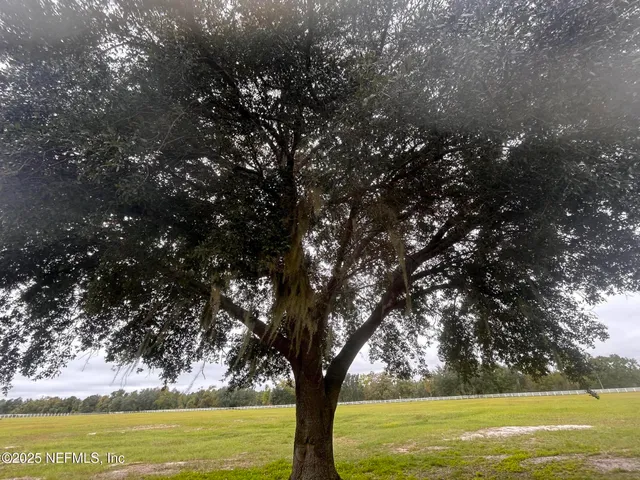 a view of a trees with yard