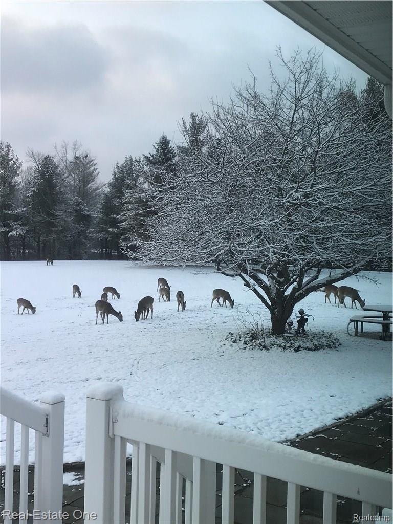 4096 South Lake George Road Dryden, MI 48428 - Photo 17 of 18 LG Deer on Snow.jpeg