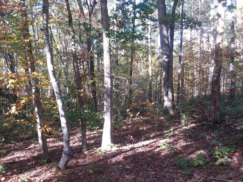 666 Chappell Road, Unit A Keysville, VA 23947 - Photo 7 of 7 Gallery Image 7