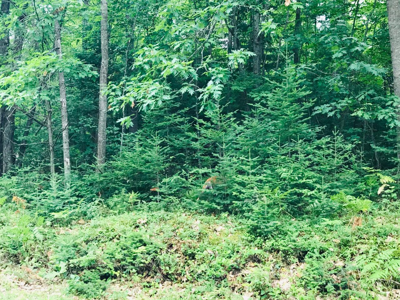 Lot On Deerskin Road Eagle River, WI 54521 - Photo 3 of 7 Gallery Image 3
