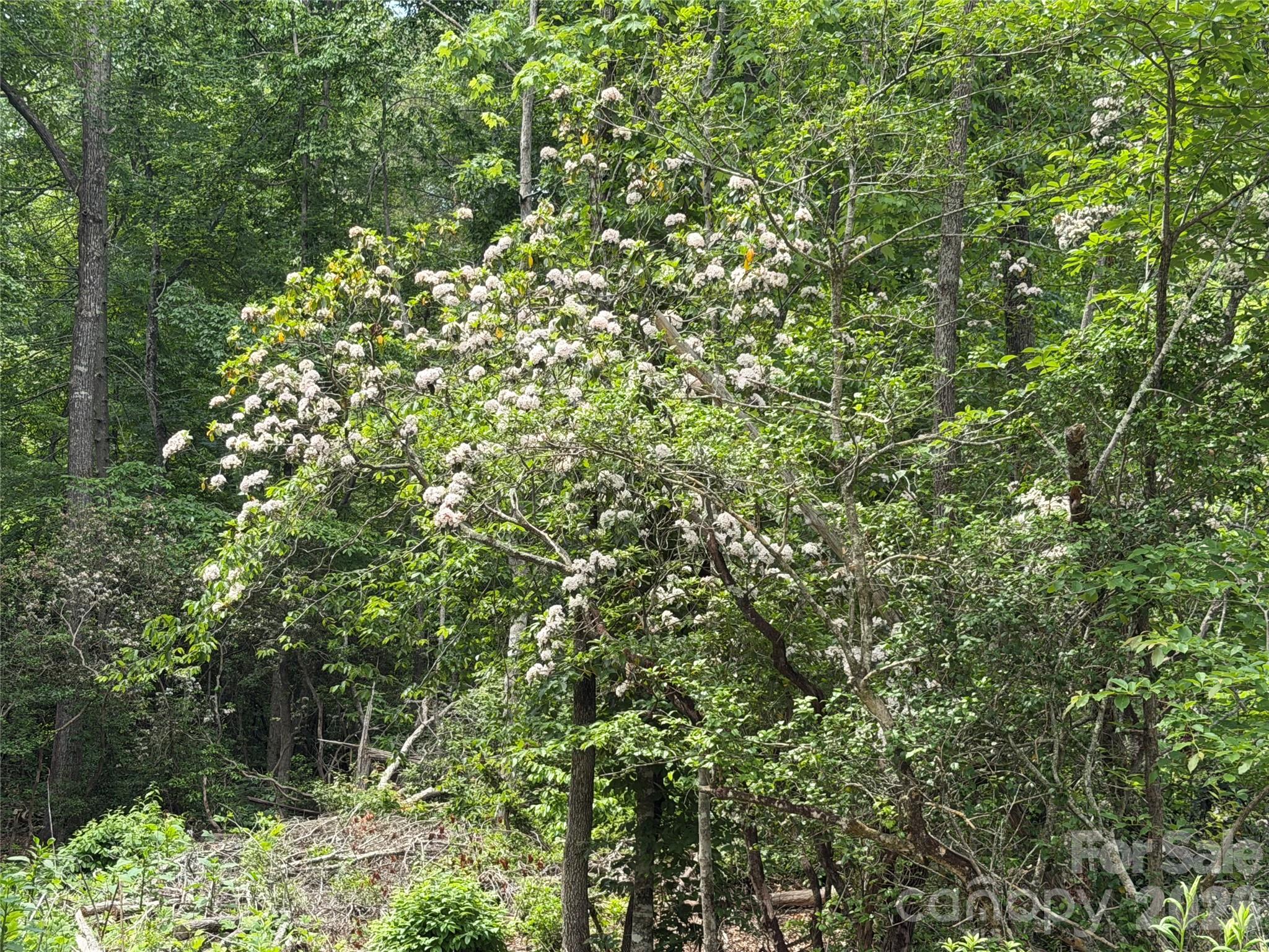 180 Fat Wall Road Marion, NC 28752 - Photo 26 of 32 a view of a tree with a plant