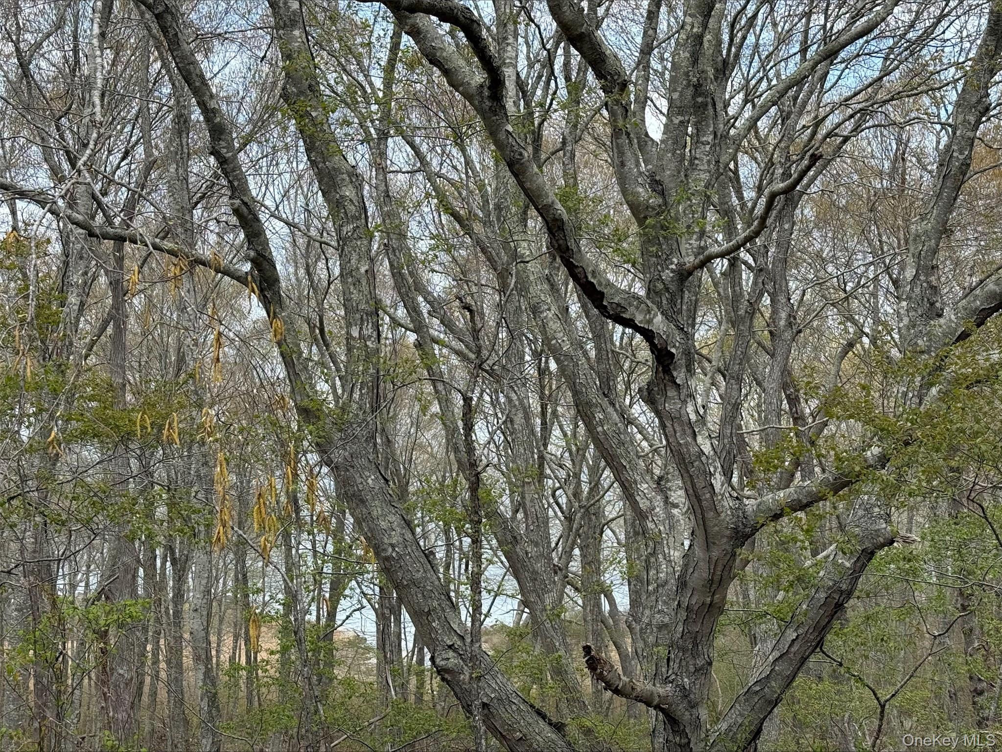 0 East End Road Fishers Island, NY 06390 - Photo 21 of 21 a view of tree
