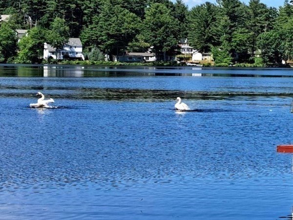 36 Sandy Pond Road Ayer, MA 01432 - Photo 31 of 42 Gallery Image 31