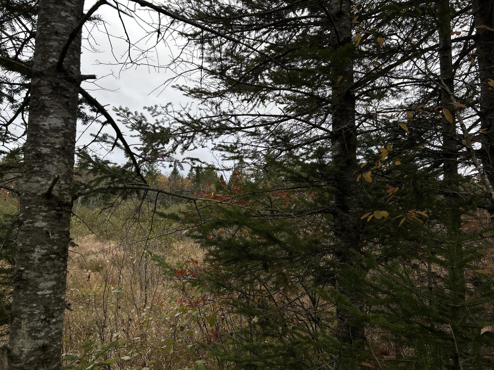 M4-l18 Bog Road Jackson, ME 04921 - Photo 12 of 48 IMG_6151