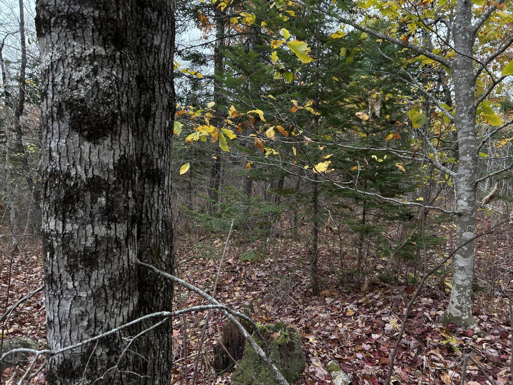 M4-l18 Bog Road Jackson, ME 04921 - Photo 16 of 48 IMG_6170