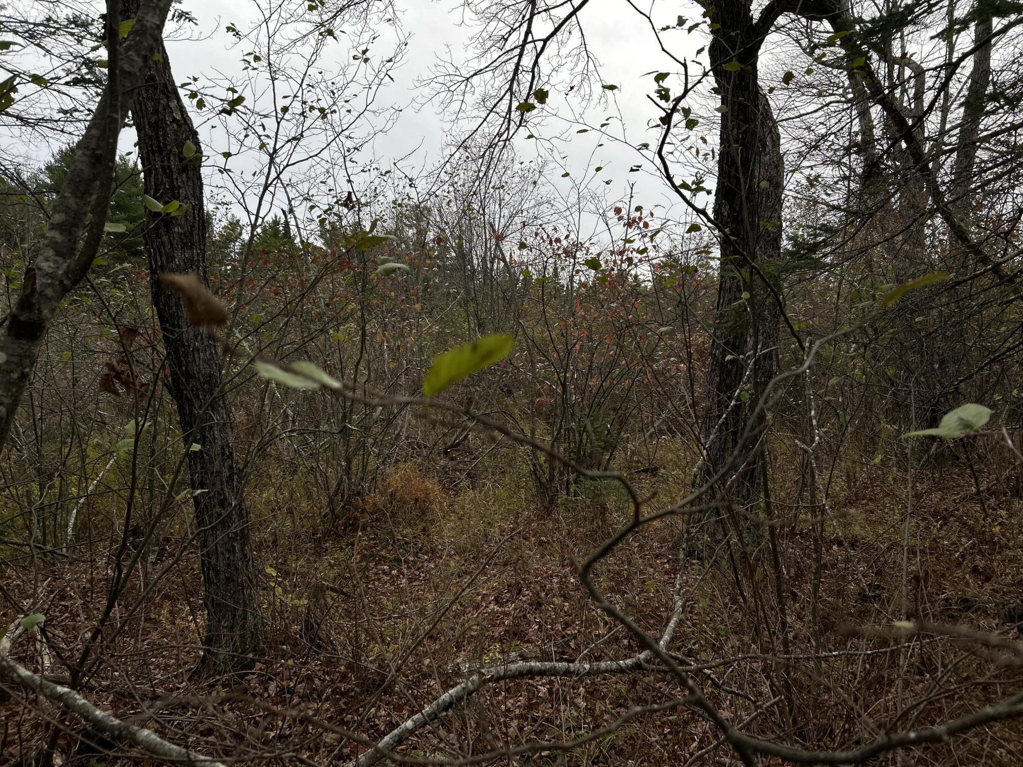 M4-l18 Bog Road Jackson, ME 04921 - Photo 18 of 48 IMG_6156