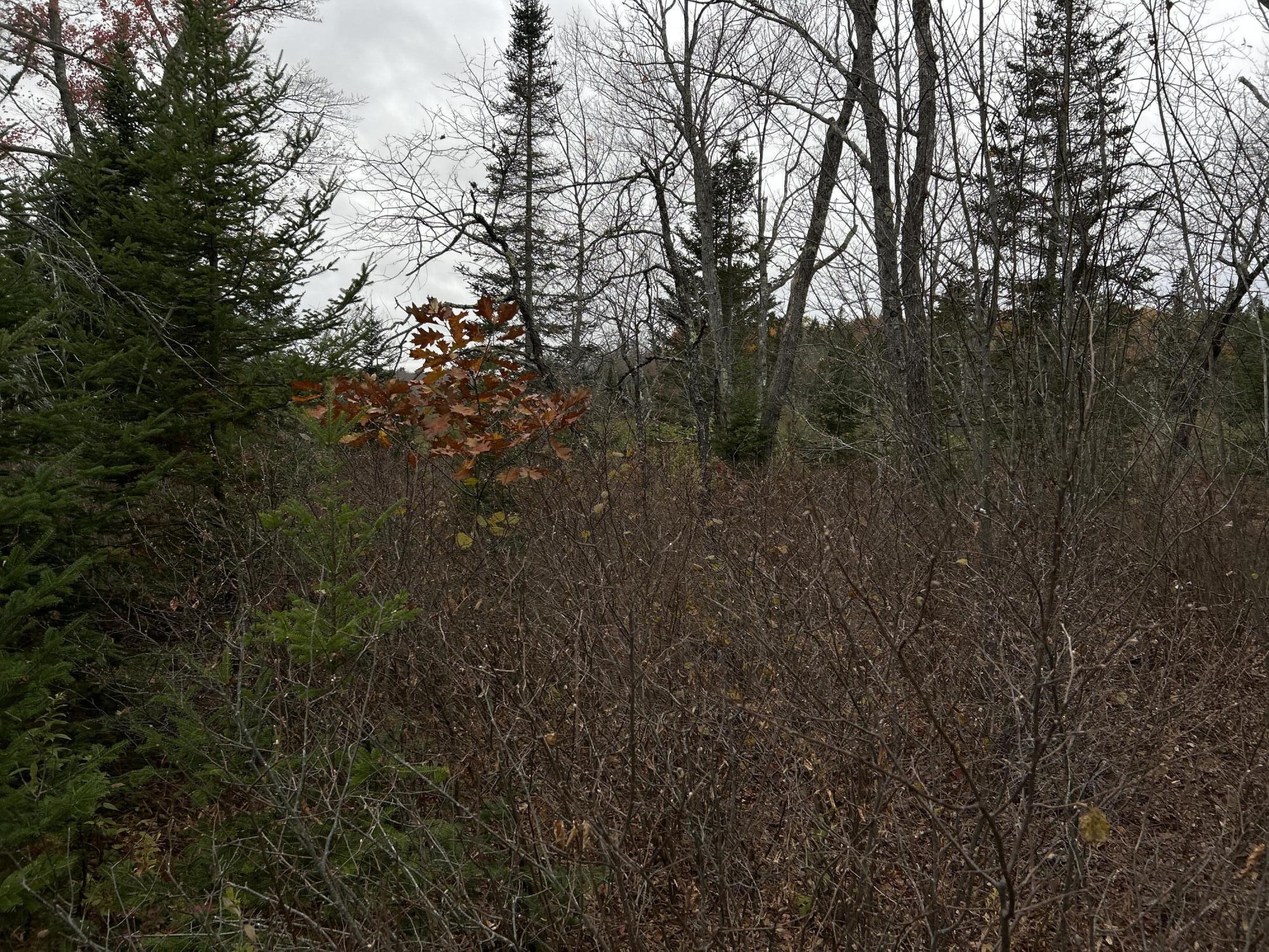 M4-l18 Bog Road Jackson, ME 04921 - Photo 20 of 48 IMG_6162