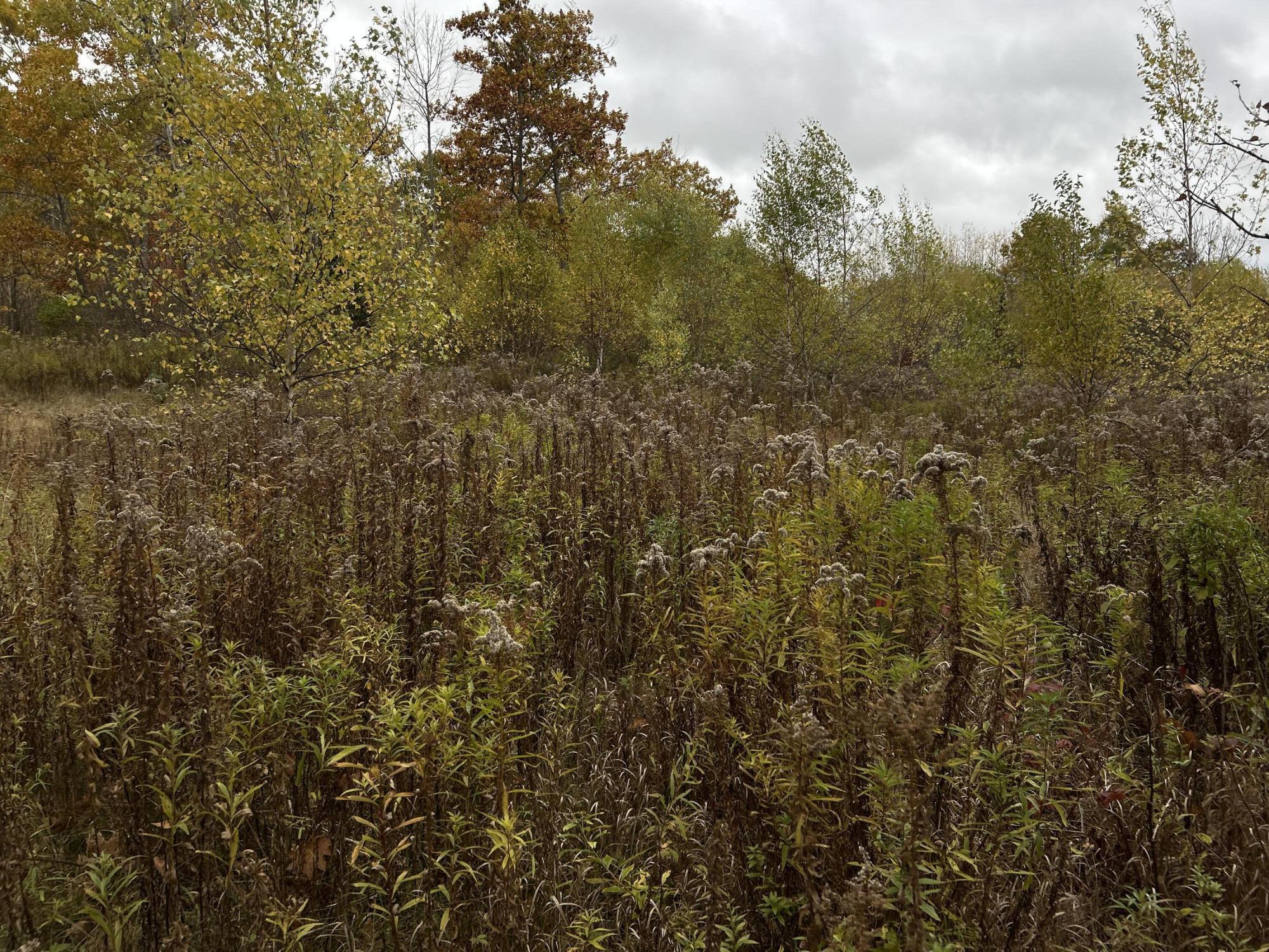 M4-l18 Bog Road Jackson, ME 04921 - Photo 21 of 48 IMG_6188