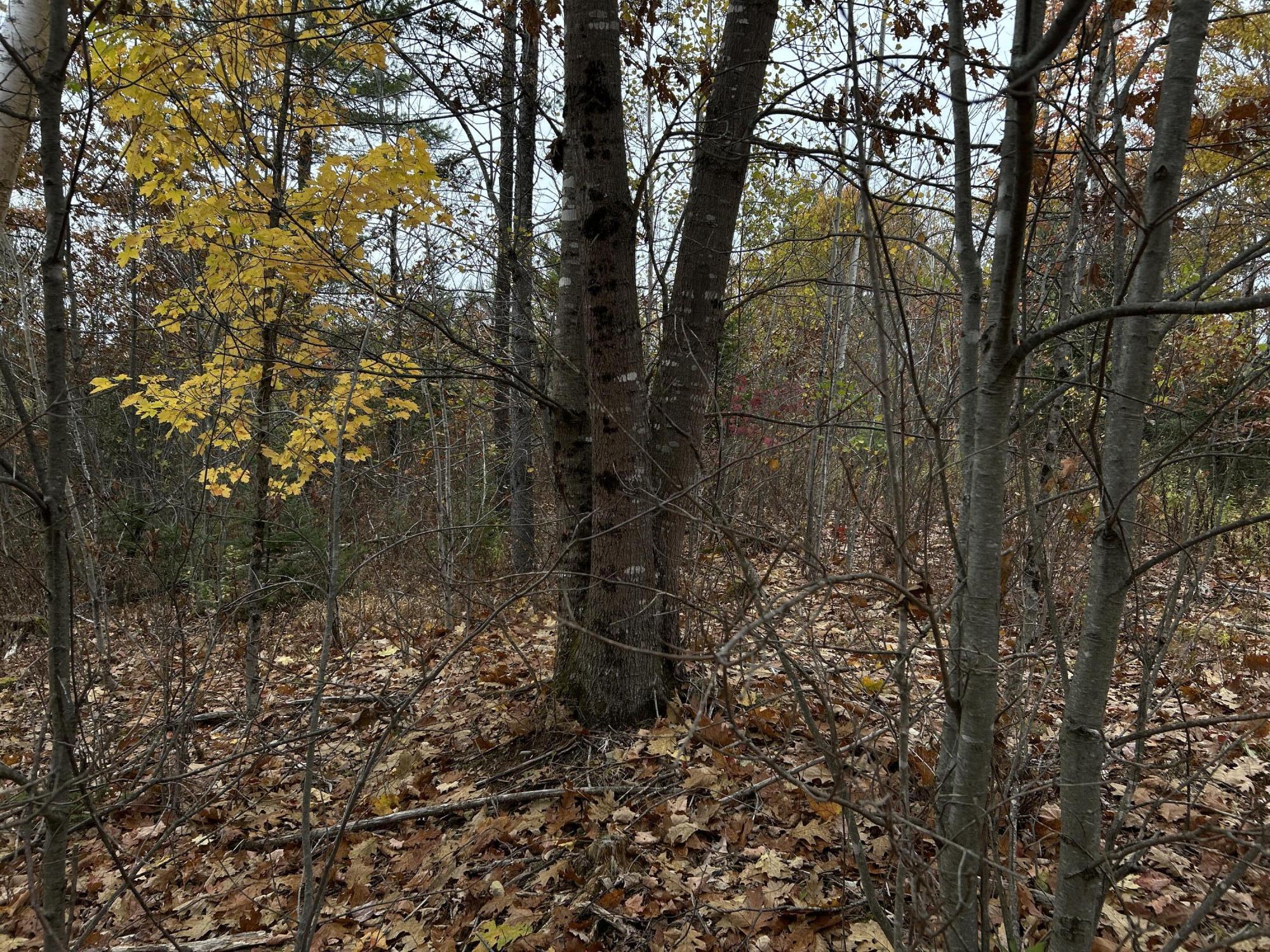 M4-l18 Bog Road Jackson, ME 04921 - Photo 27 of 48 IMG_6178