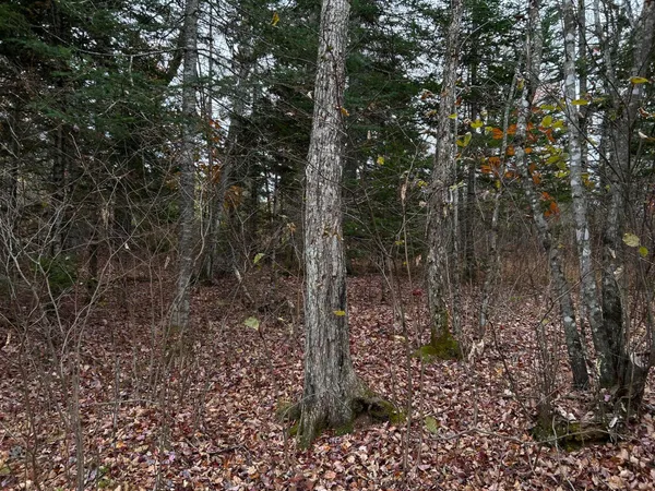 $169,000 | M4-l18 Bog Road, Jackson, ME 04921