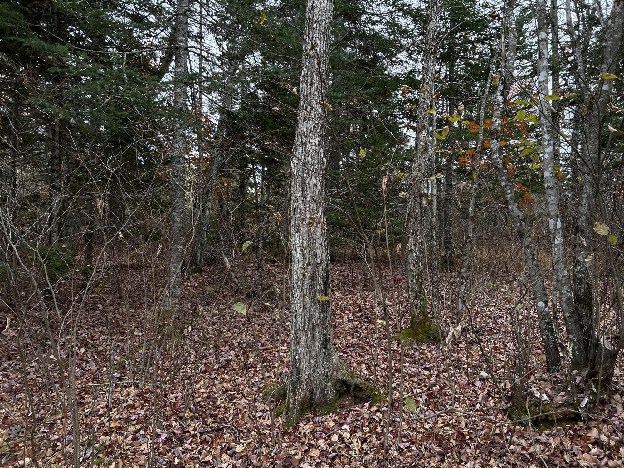 M4-l18 Bog Road Jackson, ME 04921 - Photo 30 of 48 IMG_6160