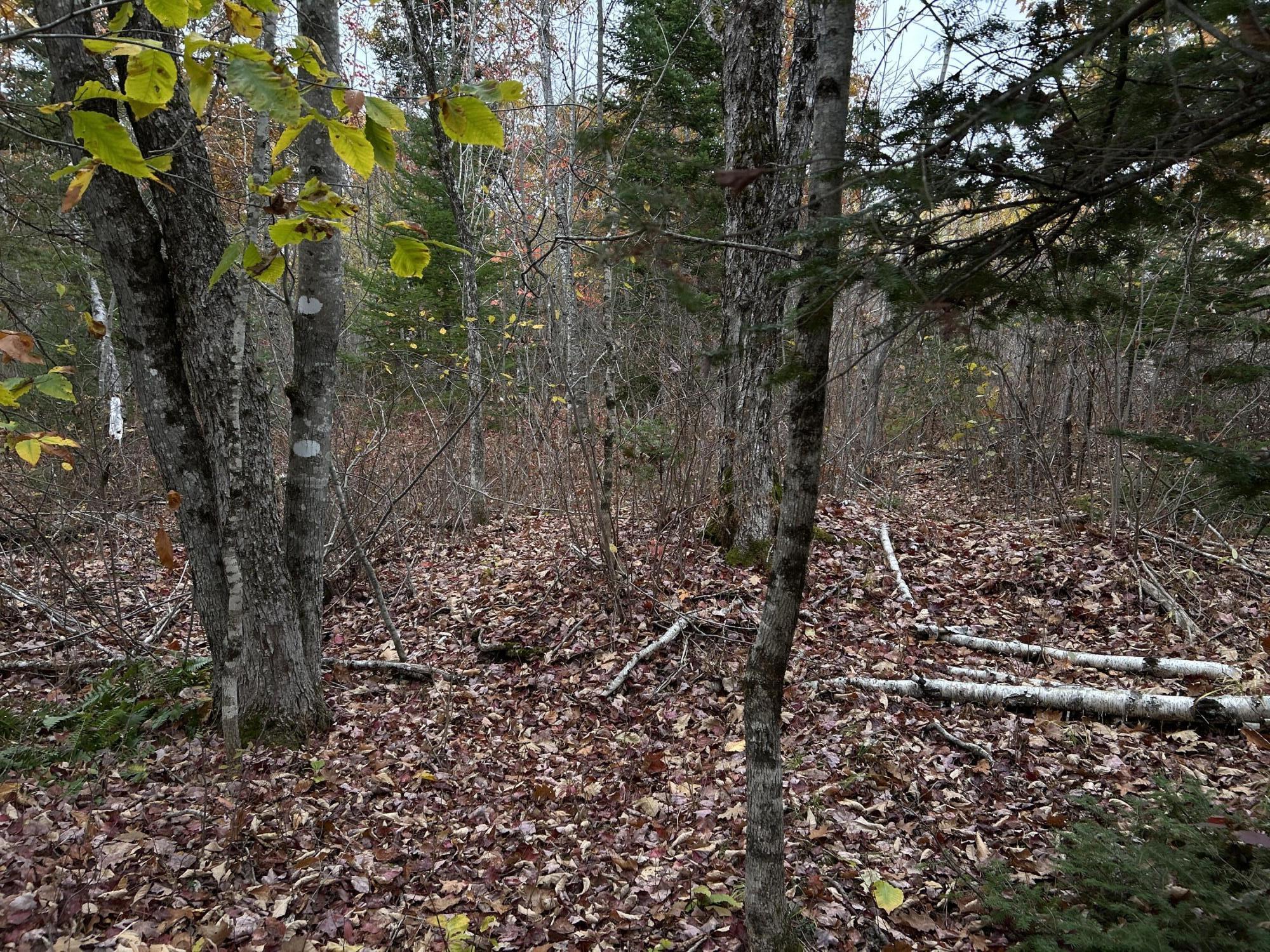 M4-l18 Bog Road Jackson, ME 04921 - Photo 32 of 48 IMG_6171