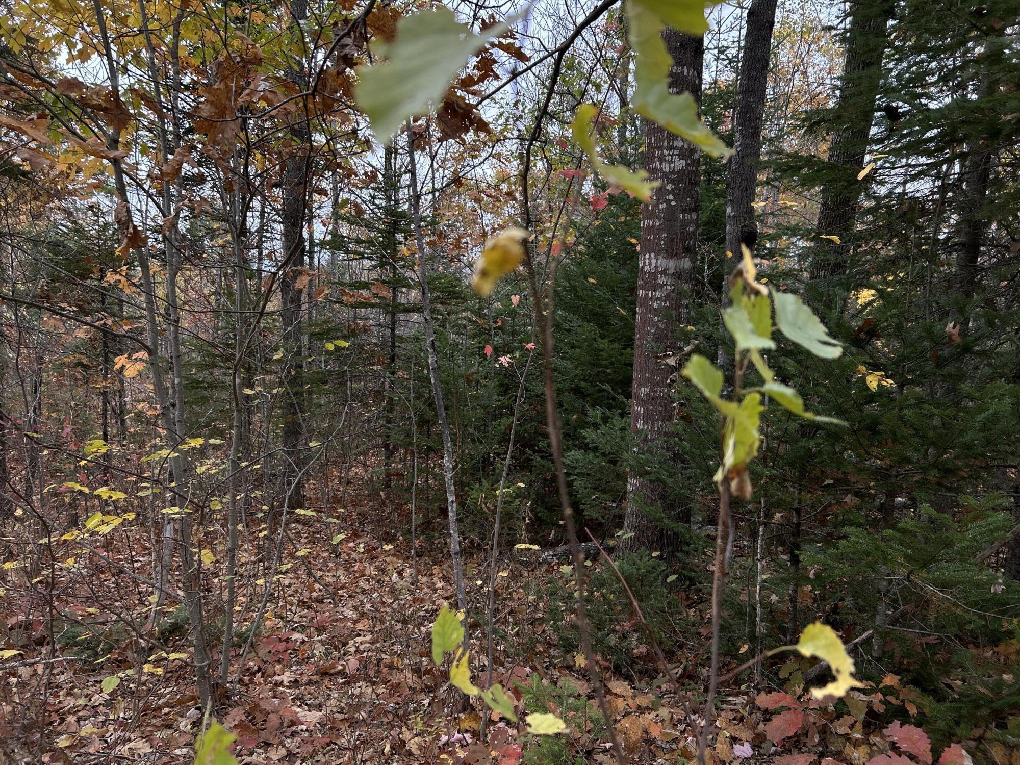 M4-l18 Bog Road Jackson, ME 04921 - Photo 36 of 48 IMG_6182