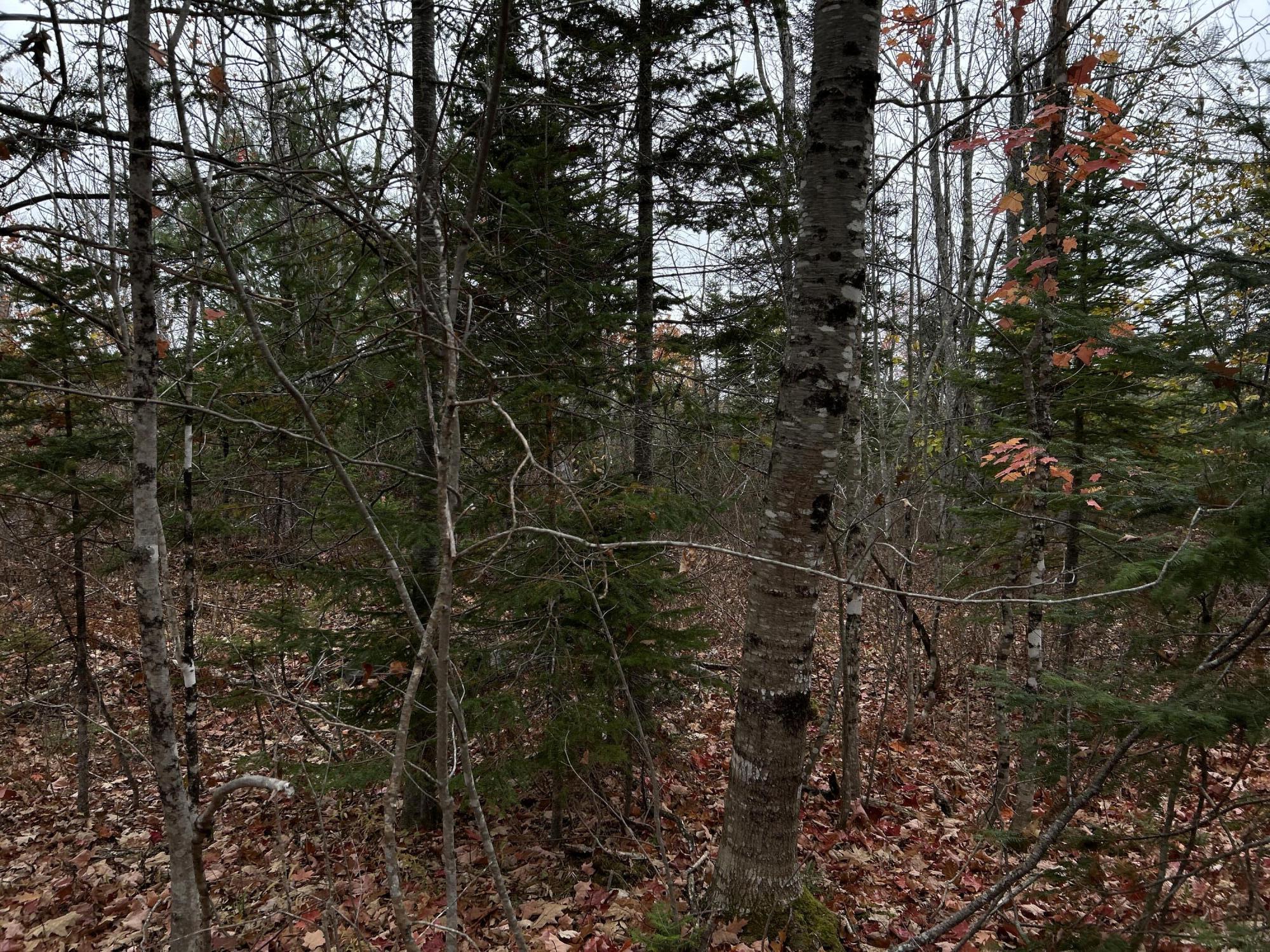 M4-l18 Bog Road Jackson, ME 04921 - Photo 38 of 48 IMG_6175