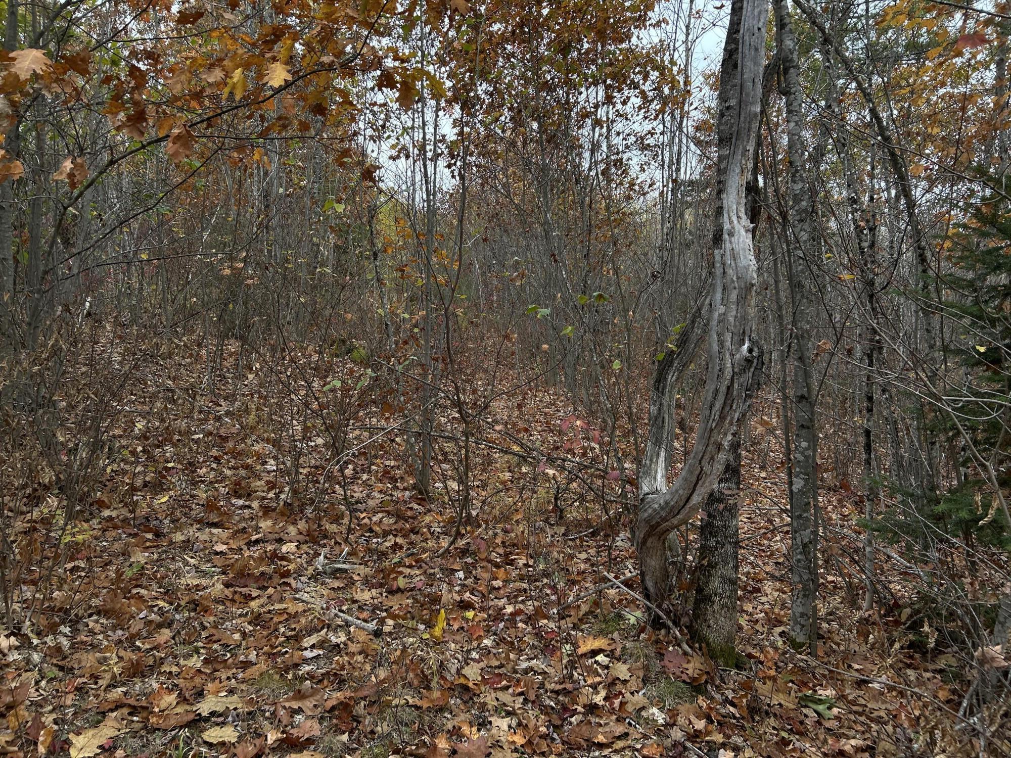 M4-l18 Bog Road Jackson, ME 04921 - Photo 39 of 48 IMG_6179