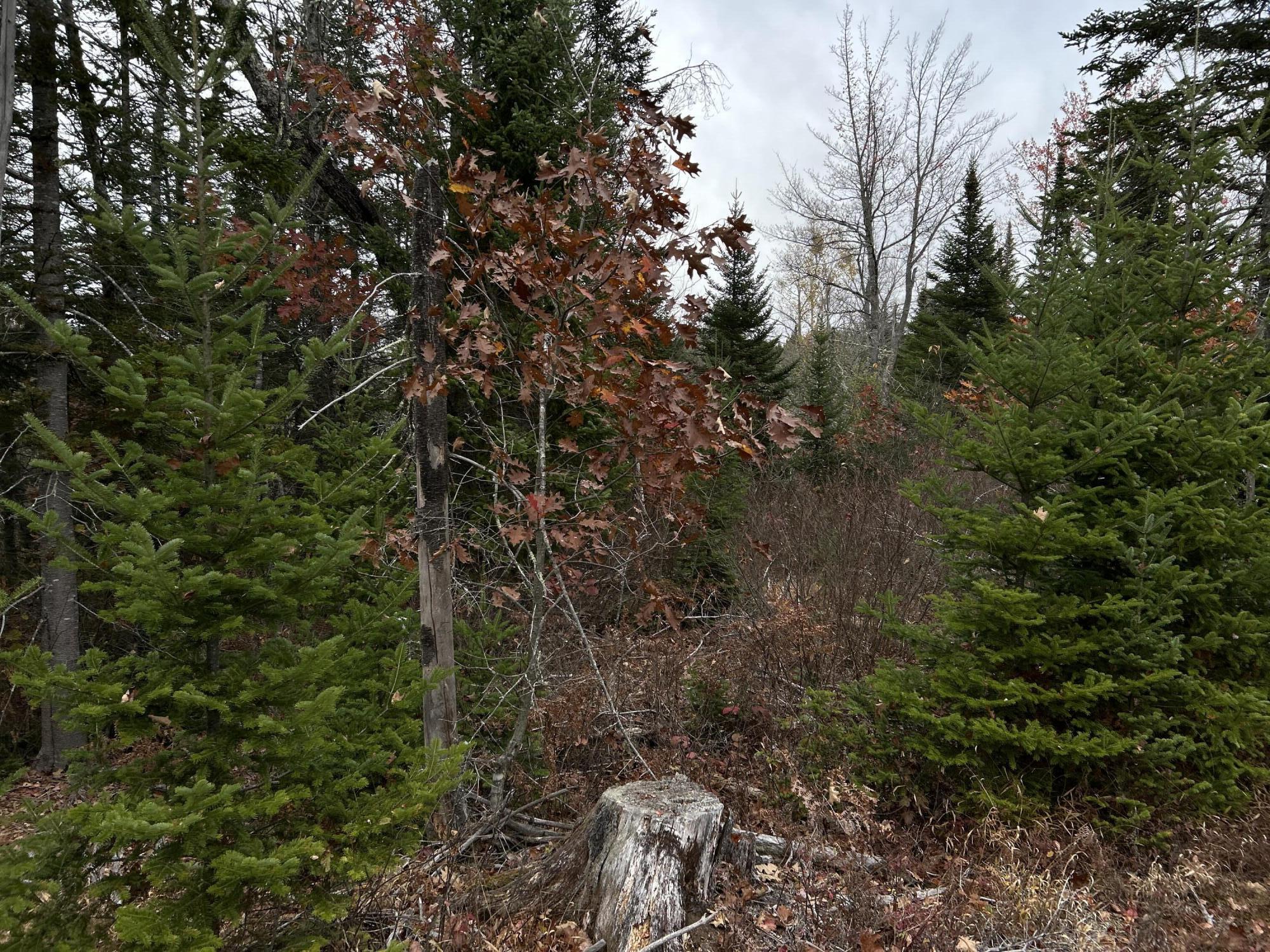 M4-l18 Bog Road Jackson, ME 04921 - Photo 44 of 48 IMG_6163