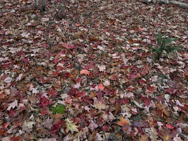 $169,000 | M4-l18 Bog Road, Jackson, ME 04921