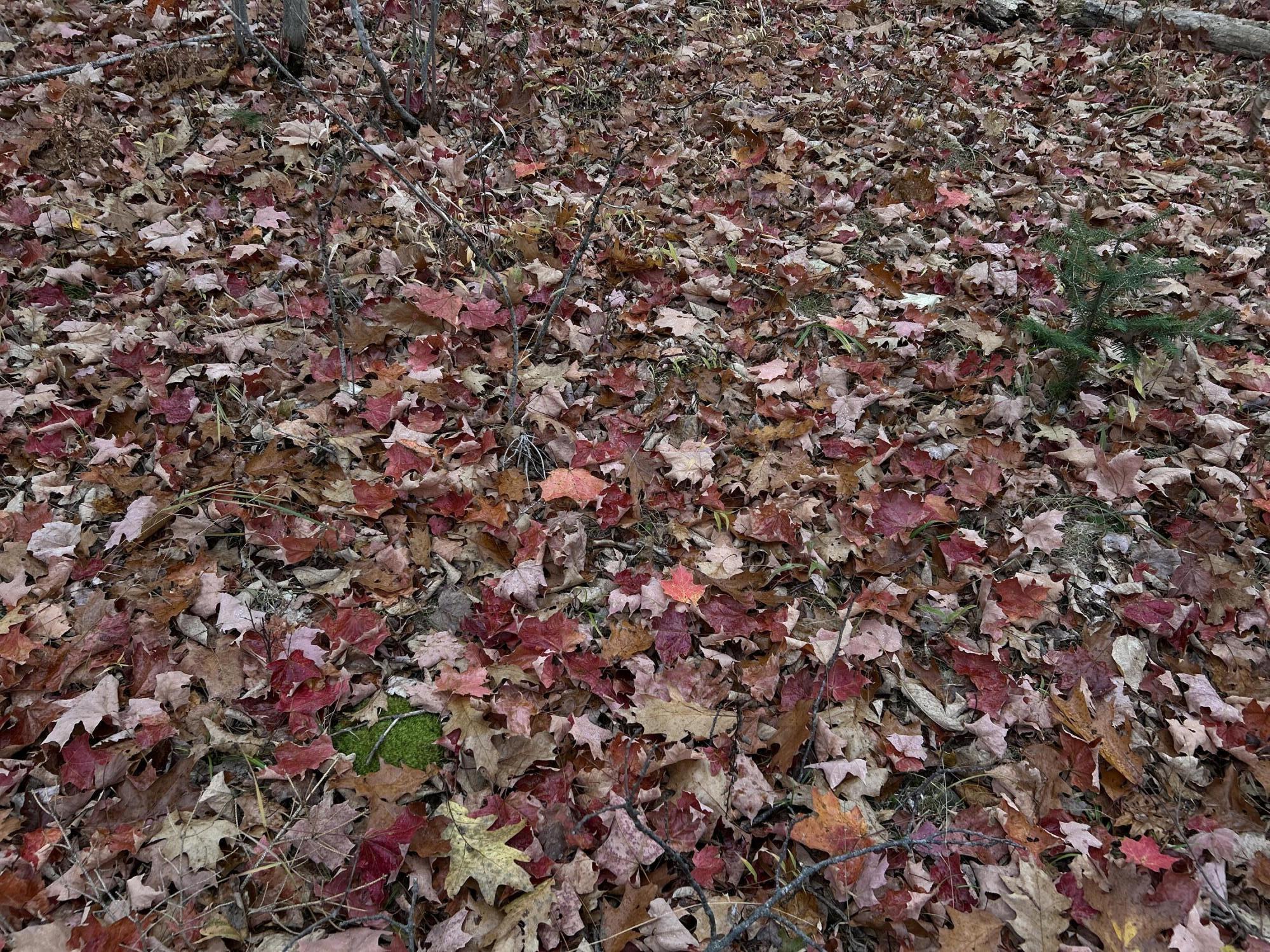 M4-l18 Bog Road Jackson, ME 04921 - Photo 45 of 48 IMG_6172