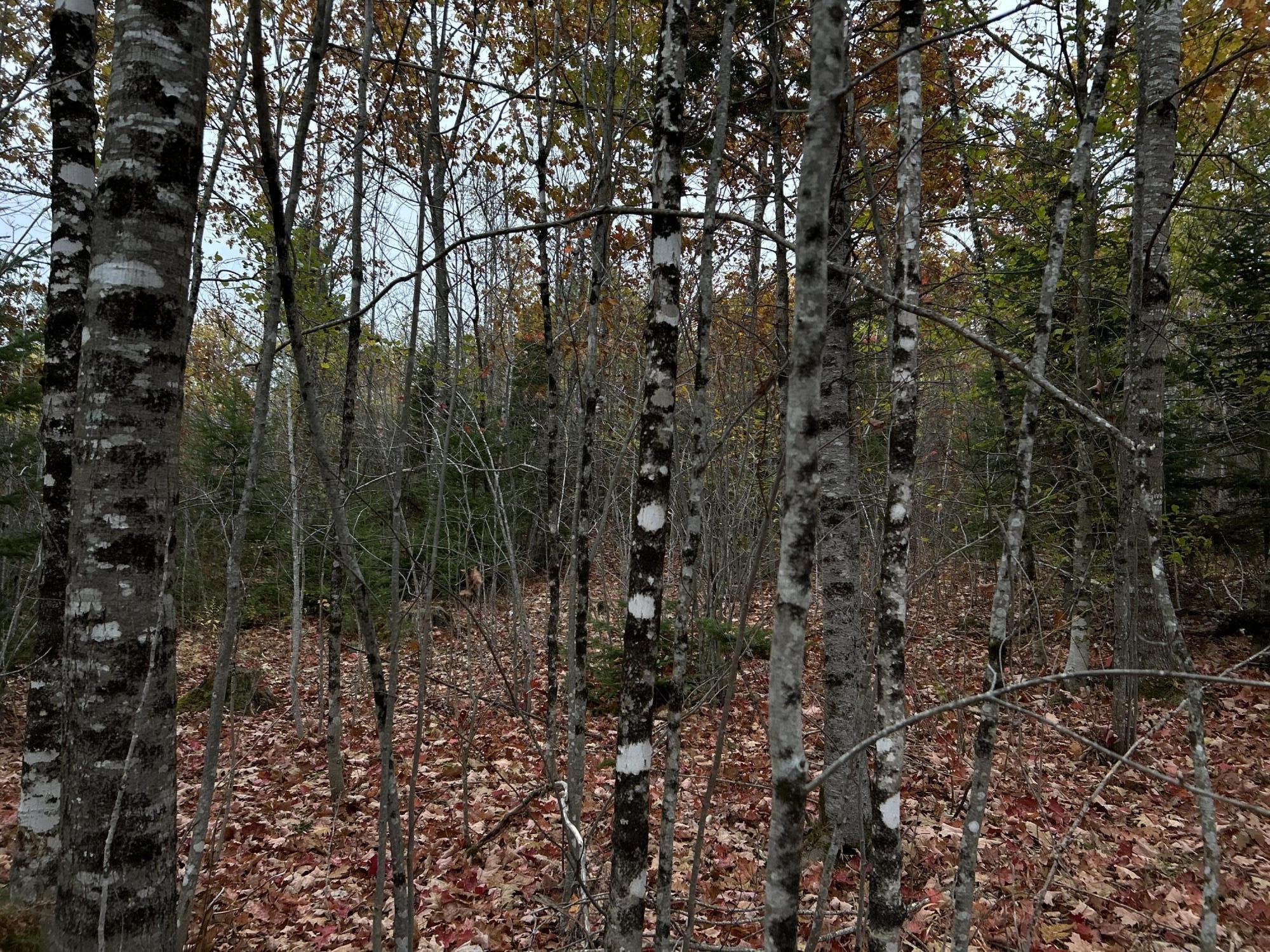 M4-l18 Bog Road Jackson, ME 04921 - Photo 47 of 48 IMG_6173